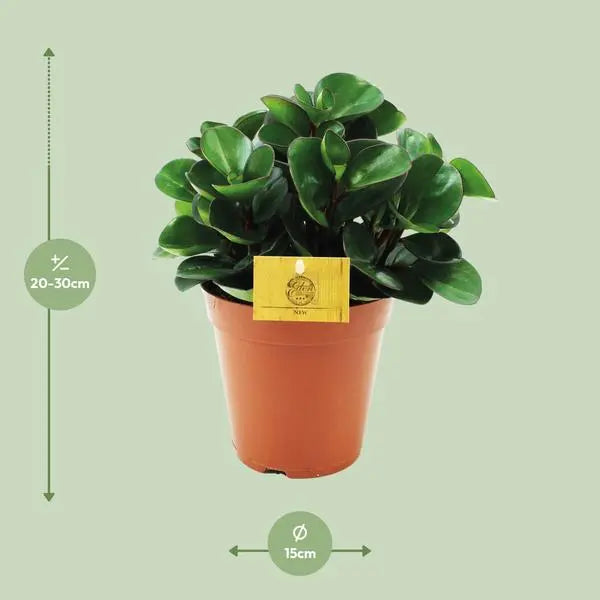 Peperomia Burning Bush - Ø15cm - ↕25cm  BotanicBridge