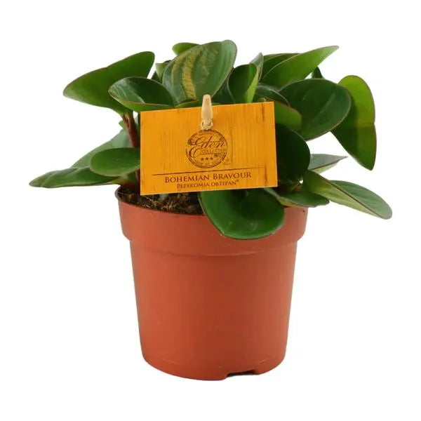 Peperomia Obtipan - Ø11cm - ↕15cm  BotanicBridge