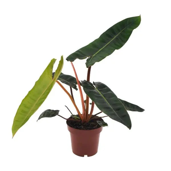 Philodendron Billietiae - Ø12cm - ↕25cm  BotanicBridge