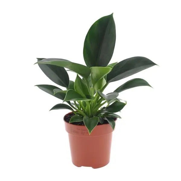 Philodendron Green Princess - Ø12cm - ↕25cm  BotanicBridge