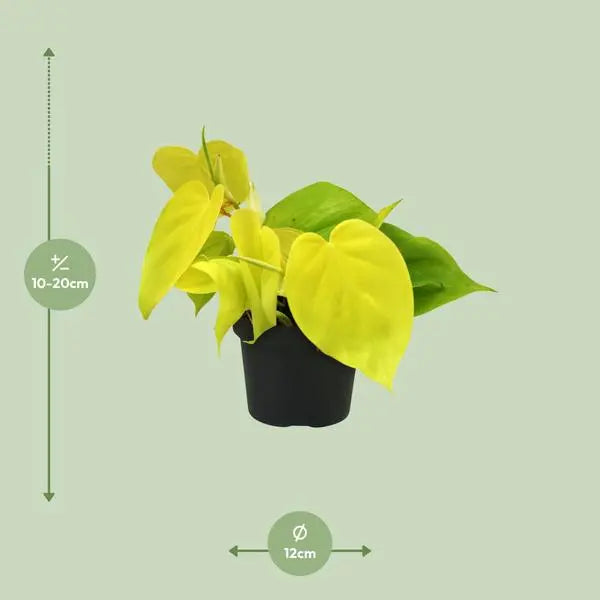 Philodendron Lime - Ø12cm - ↕20cm  BotanicBridge