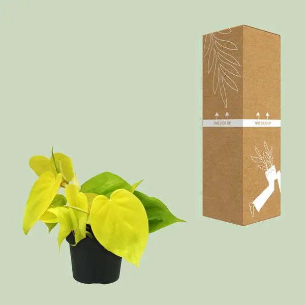 Philodendron Lime - Ø12cm - ↕20cm  BotanicBridge