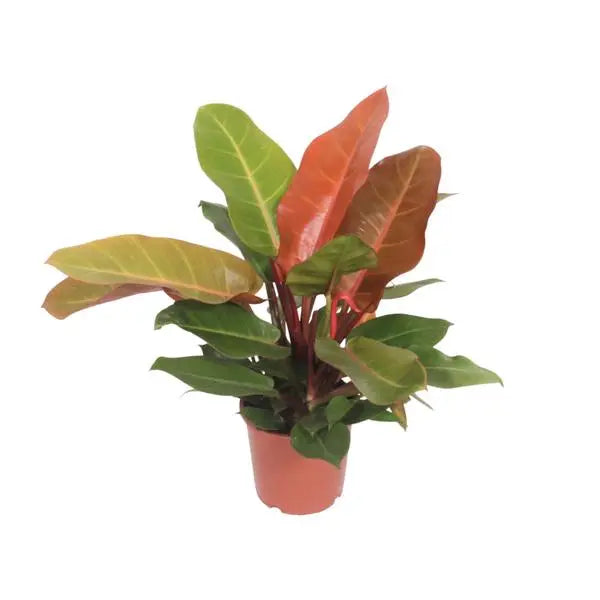 Philodendron Prince of Orange - Ø17cm - ↕45cm  BotanicBridge