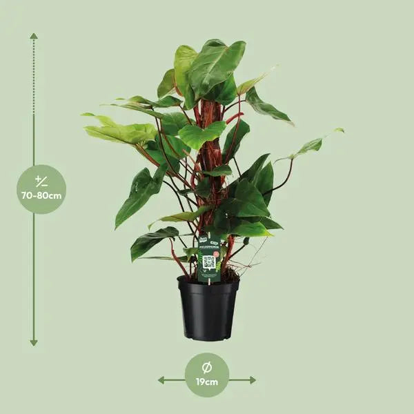 Philodendron Red Emerald - Ø19cm - ↕80cm  BotanicBridge