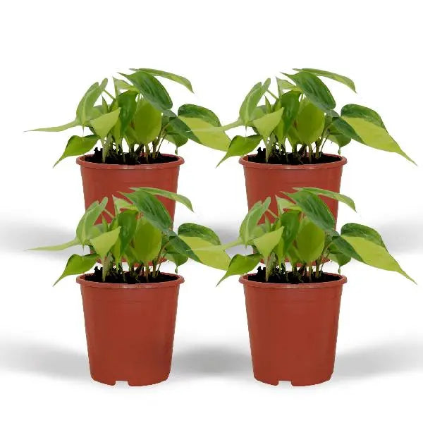 Philodendron Scandens Brasil - 4 stuks - Ø12cm - ↕15cm  BotanicBridge