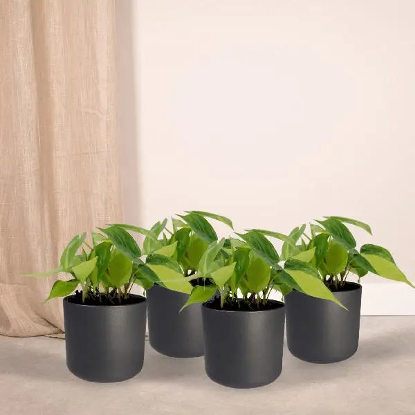 Philodendron Scandens Brasil - 4 stuks - Ø12cm - ↕15cm  BotanicBridge