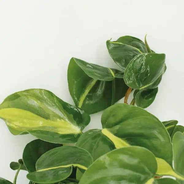 Philodendron Scandens Brasil - 4 stuks - Ø12cm - ↕15cm  BotanicBridge