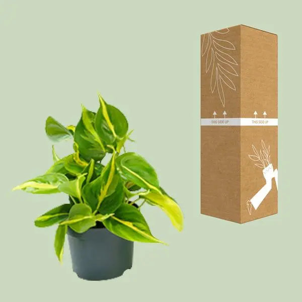 Philodendron Scandens Brasil - Ø12cm - ↕15cm  BotanicBridge