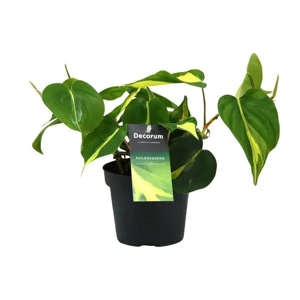 Philondendron Brasil Scandens - Ø12cm - ↕20cm  BotanicBridge