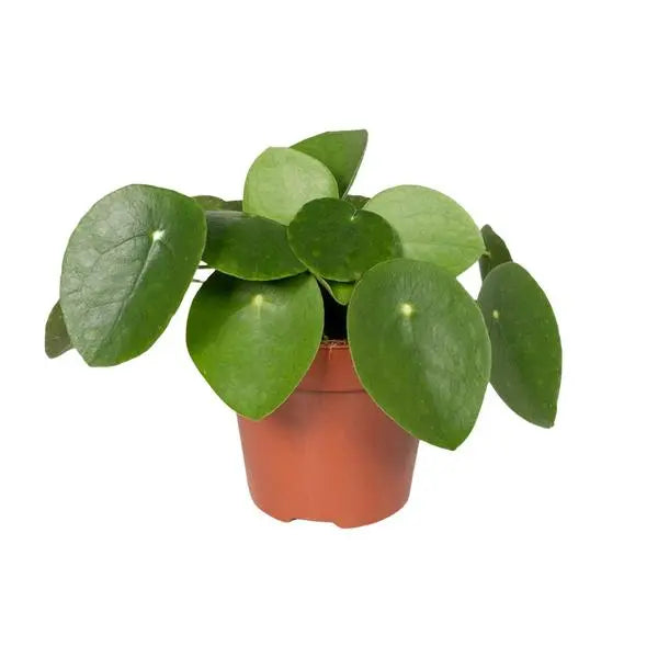 Pilea Peperomiodes - Pannekoekenplant - Ø12cm - ↕20cm  BotanicBridge