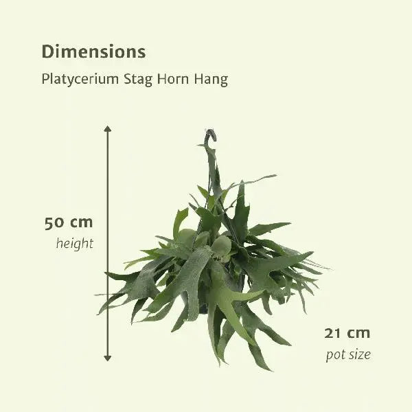 Platycerium Hertshoorn Hang - Ø21cm - ↕50cm  BotanicBridge