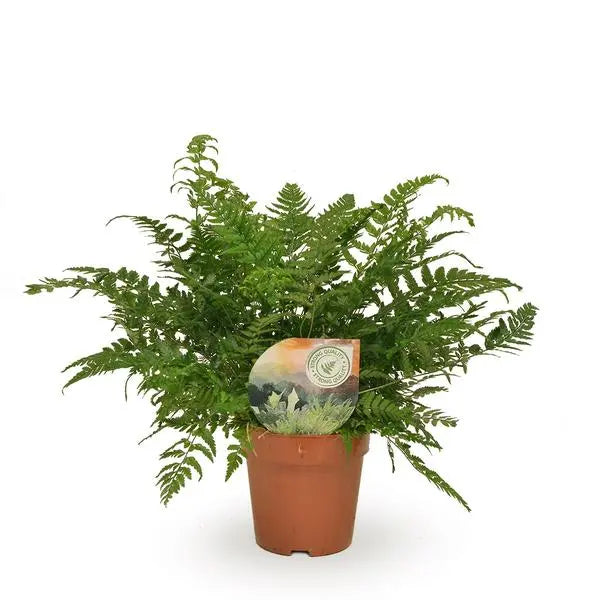 Polystichum Tsussimense / Athyrium - Ø12cm - ↕30cm  BotanicBridge