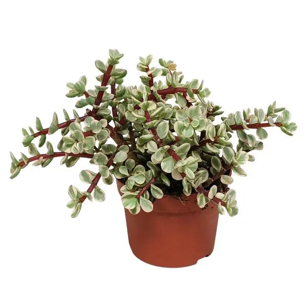 Portulacaria afra Variegata 10,5cm - zonder pot  BotanicBridge