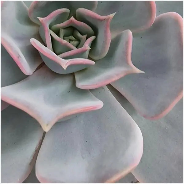 ROOTLESS Succulent Echeveria Lilacina Ø12-14 cm - ↕5 cm  BotanicBridge