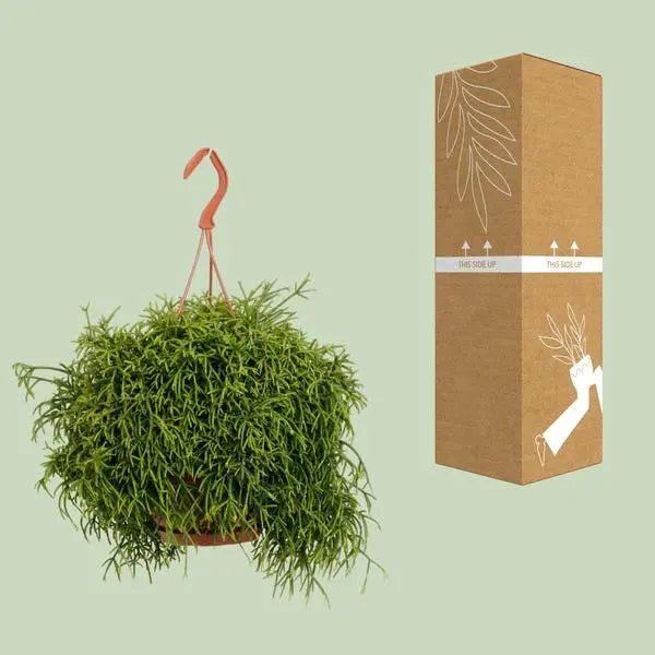 Rhipsalis Baccifera Oasis - Ø17cm - ↕45cm  BotanicBridge