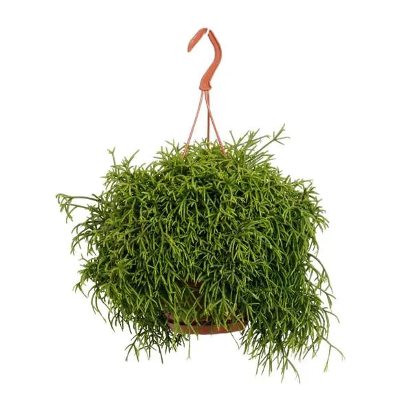 Rhipsalis Heteroclada - Ø21cm - ↕45cm  BotanicBridge