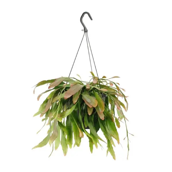 Rhipsalis Red Coral - Ø17cm - ↕25cm  BotanicBridge