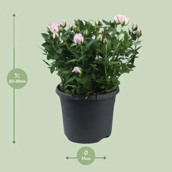 Rosa Jewel Patio Baby - Ø17cm - ↕30cm  BotanicBridge