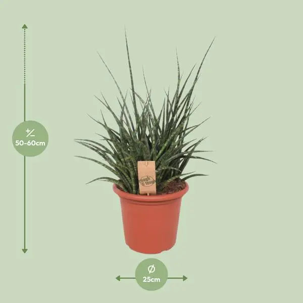 Sansevieria Fernwood Punk - Ø25cm - ↕60cm  BotanicBridge