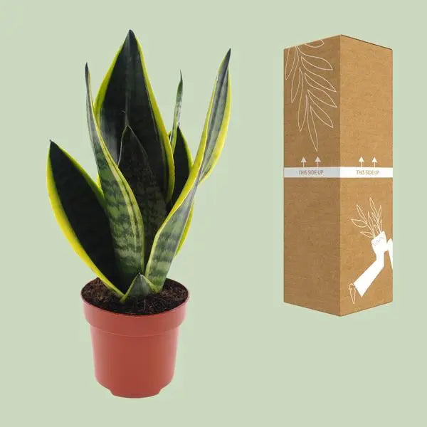 Sansevieria Futura Superba - Ø12cm - ↕30cm  BotanicBridge