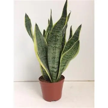 Sansevieria Futura Superba - Ø14cm - ↕40cm  BotanicBridge