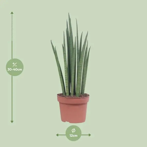 Sansevieria Mikado - Ø12cm - ↕40cm  BotanicBridge