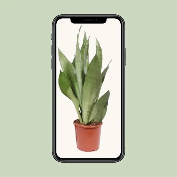 Sansevieria Moonshine - Ø17cm - ↕60cm  BotanicBridge