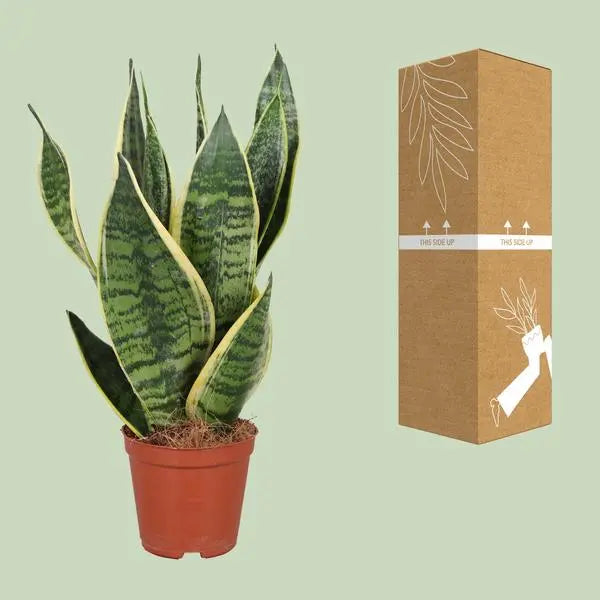 Sansevieria Trifasciata Futura Superba - Ø12cm - ↕40cm  BotanicBridge