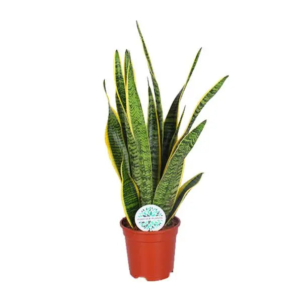 Sansevieria Trifasciata Laurentii - Ø17cm - ↕60cm  BotanicBridge