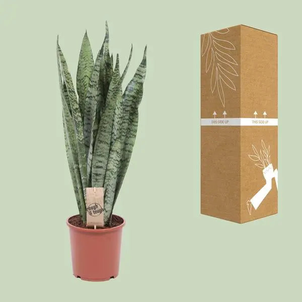 Sansevieria Zeylanica - Ø17cm - ↕70cm  BotanicBridge