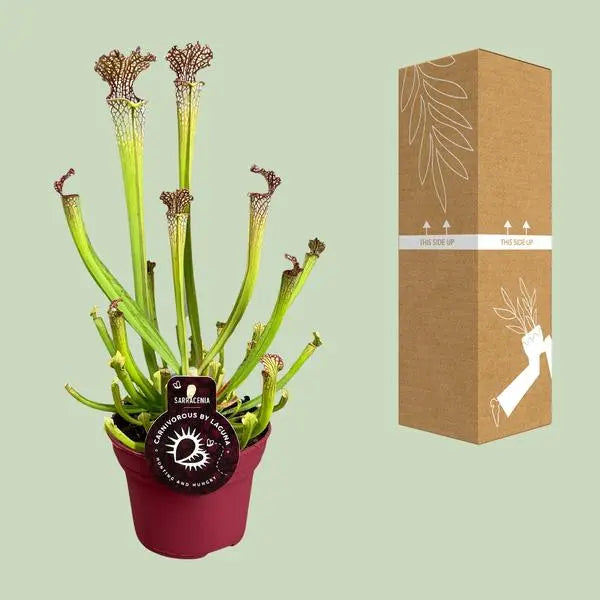 Sarracenia Farnhamii - Ø12cm - ↕40cm  BotanicBridge