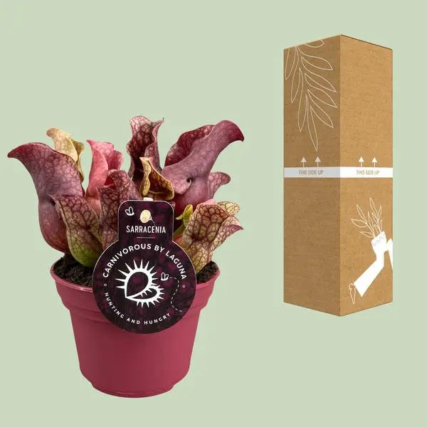 Sarracenia - Ø12cm - ↕20cm  BotanicBridge