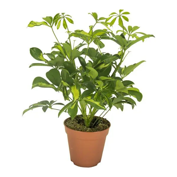 Schefflera Gerda - Ø13cm - ↕35cm  BotanicBridge