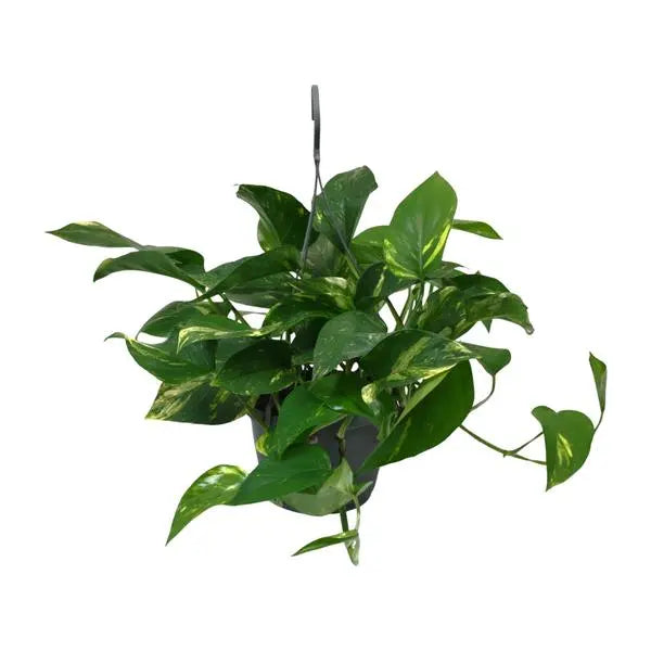 Scindapsus Epipremnum - Ø15cm - ↕45cm  BotanicBridge