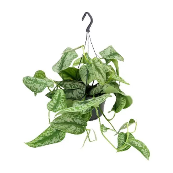 Scindapsus Pictus Trebie - Ø15cm - ↕25cm - Ø15cm - ↕25cm  BotanicBridge