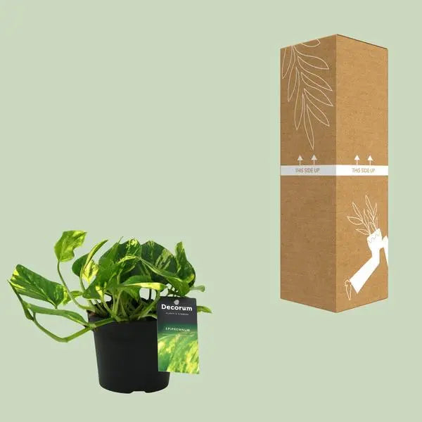 Scindapsus (Epipremnum) N'joy Gold - Ø12cm - ↕25cm  BotanicBridge