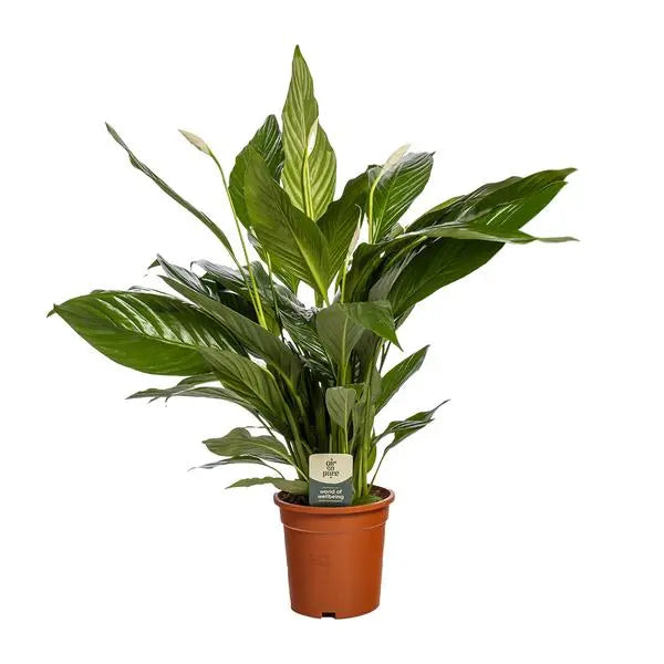 Spathiphyllum Bingo Cupido - Ø19cm - ↕80cm  BotanicBridge