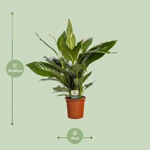 Spathiphyllum Bingo Cupido - Ø19cm - ↕80cm  BotanicBridge