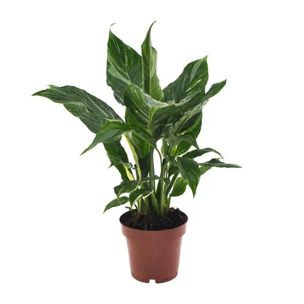 Spathiphyllum Diamond - Ø12cm - ↕40cm  BotanicBridge