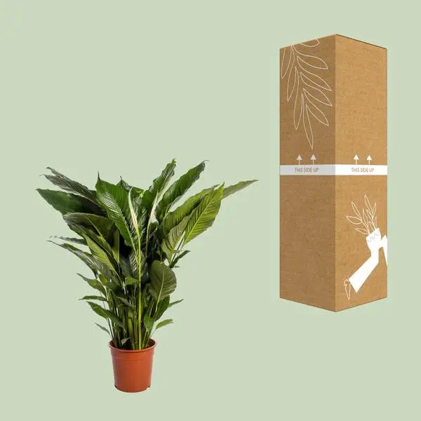 Spathiphyllum Sweet Sebastiano - Ø24cm - ↕110cm  BotanicBridge