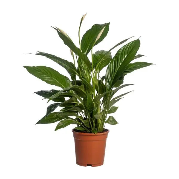 Spathiphyllum Vivaldi - Ø17cm - ↕70cm  BotanicBridge