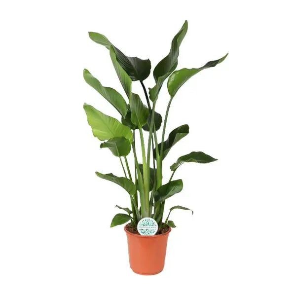 Strelitzia Nicolai - Ø24cm - ↕110cm  BotanicBridge