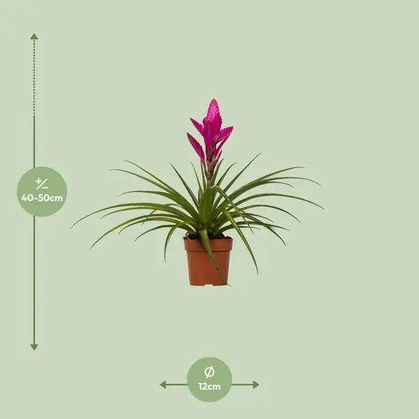 Tillandsia Amira - Ø12cm - ↕45cm  BotanicBridge