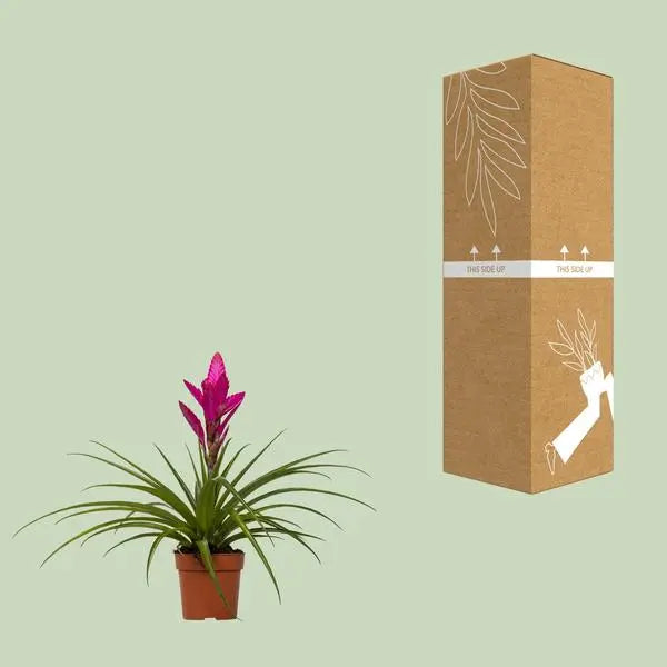 Tillandsia Amira - Ø12cm - ↕45cm  BotanicBridge