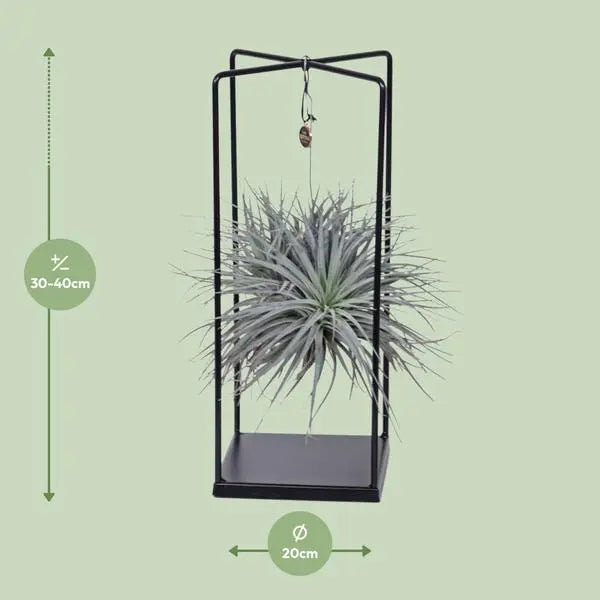 Tillandsia Cube Mix 1 stuk - Ø20cm - ↕20cm  BotanicBridge