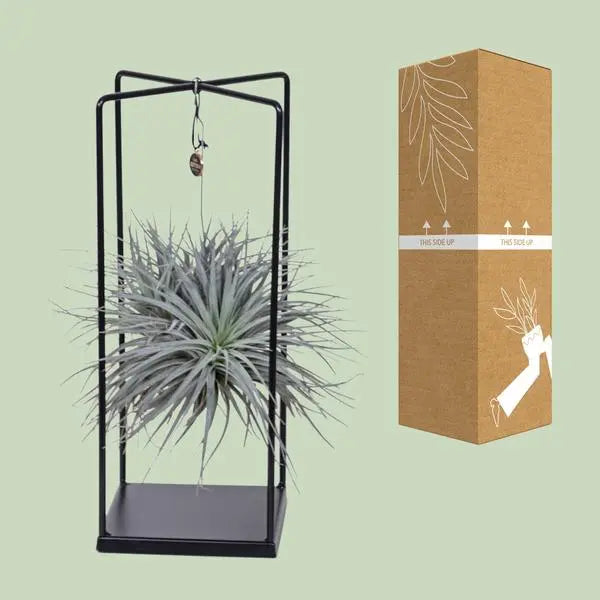 Tillandsia Cube Mix 1 stuk - Ø20cm - ↕20cm  BotanicBridge