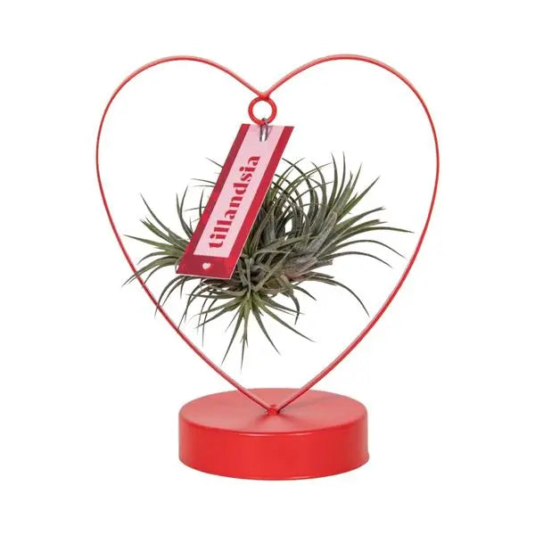 Tillandsia Ionantha Silver - Ø10,5cm - ↕23cm  BotanicBridge