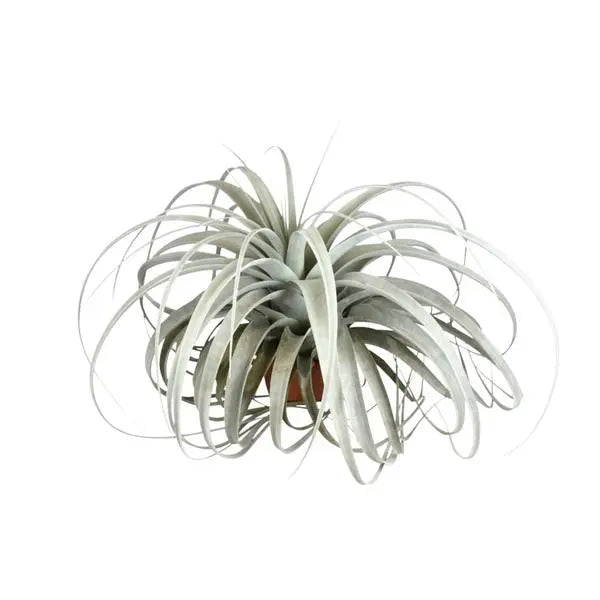 Tillandsia Xerographica - Ø45cm - ↕30cm  BotanicBridge