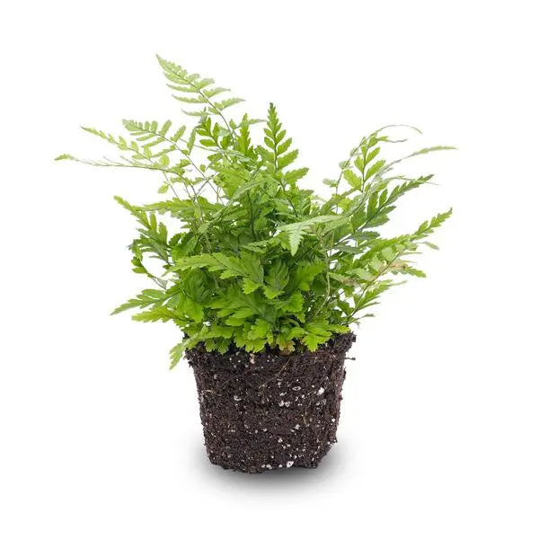 Varen - Athyrium spicatum - Terrarium plant - Potmaat 6  BotanicBridge