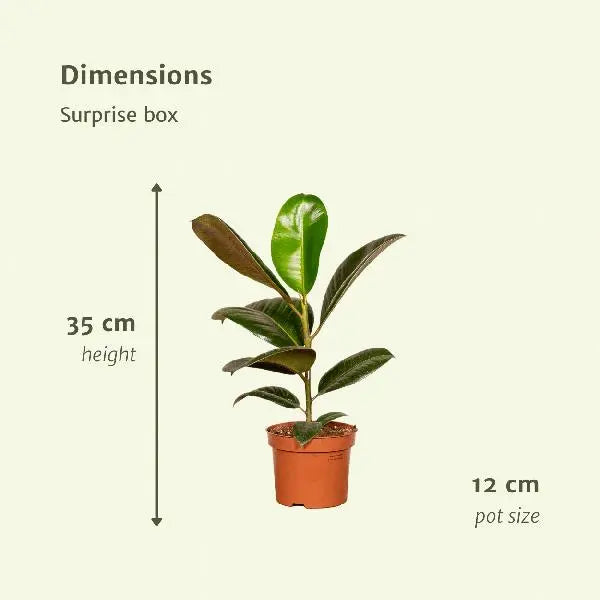 Verrassingsbox - Ø12cm - ↕25cm - x10  BotanicBridge